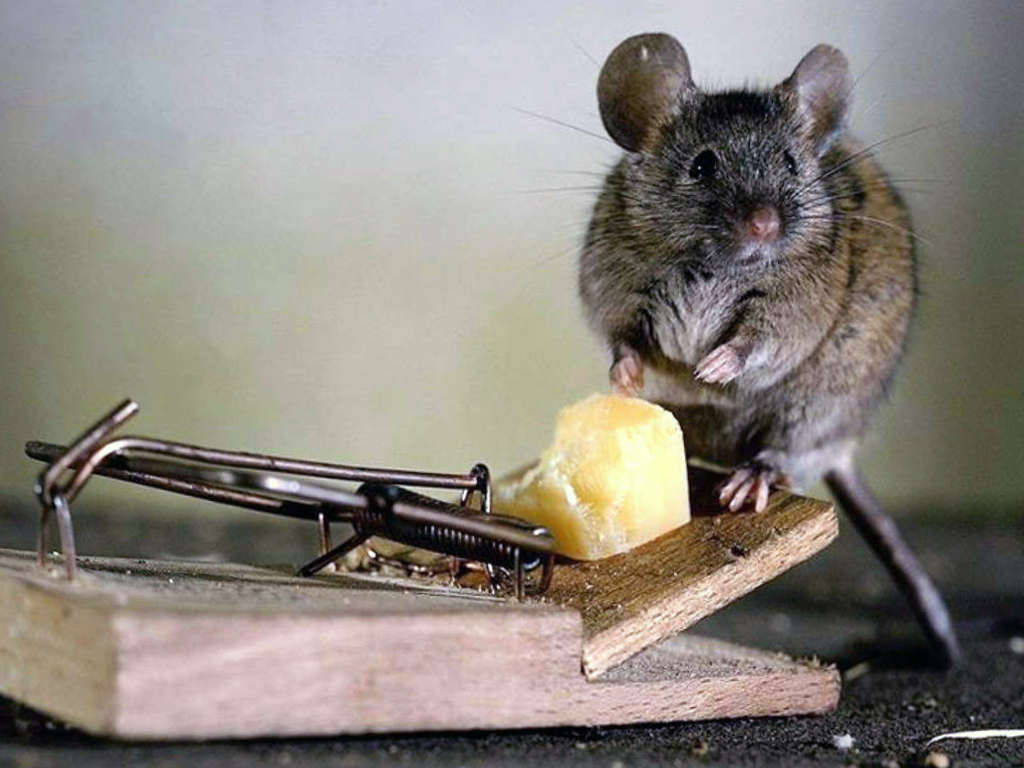 уничтожение крыс москва