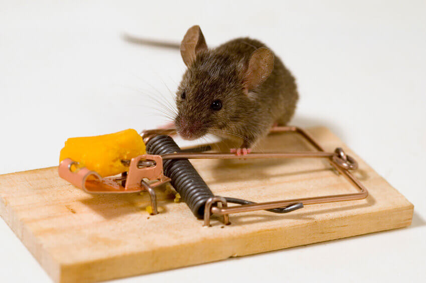 уничтожение мышей в квартире